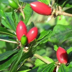 Synsepalum dulcificum - Infrutescence