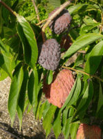 Fruits sur arbre de Annona x atermoya 'Red Israël'