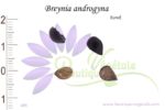 Graines de Breynia androgyna, Breynia androgyna seeds