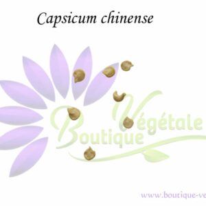 Graines de Capsicum chinense