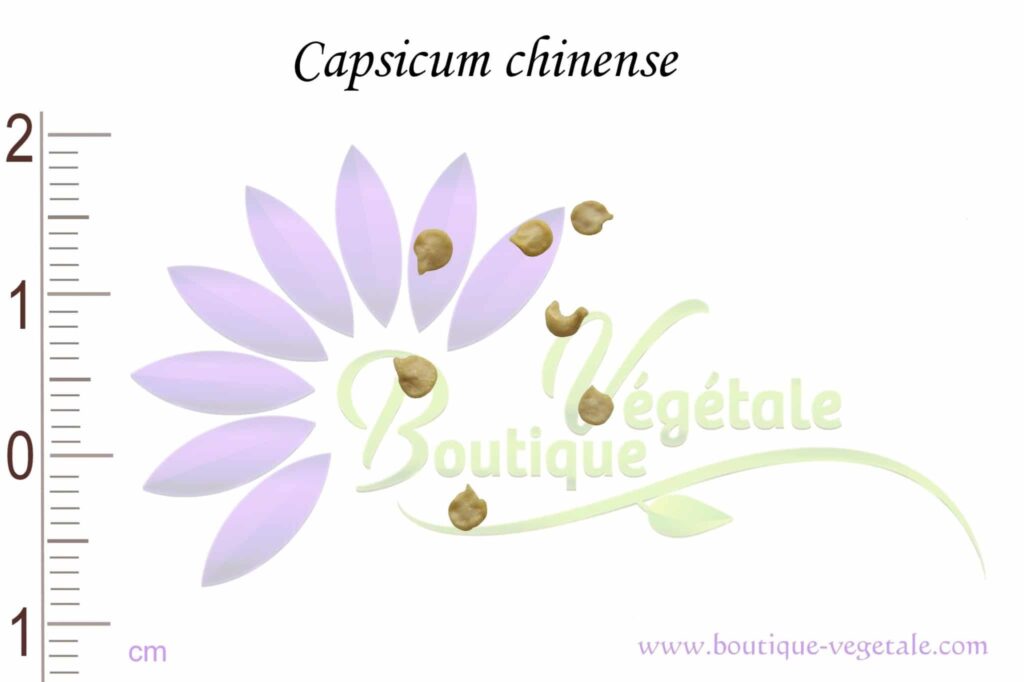 Piment végétarien - Capsicum chinense