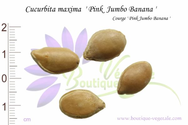 Graines de Cucurbita maxima cv. Pink Jumbo Banana, Cucurbita maxima cv. Pink Jumbo Banana seeds