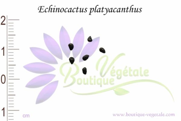 Graines d'Echinocactus platyacanthus, Echinocactus platyacanthus seeds