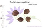 Graines d'Erythrostemon gilliesii, Erythrostemon gilliesii seeds