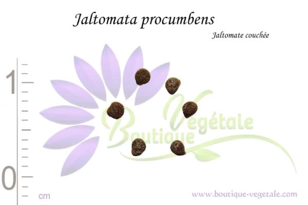 Graines de Jaltomata procumbens - Jaltomata procumbens seeds
