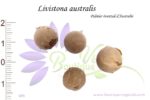 Graines de Livistona australis, Livistona australis seeds