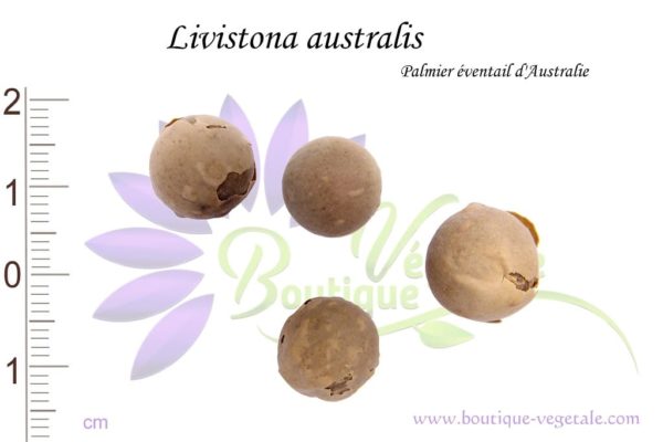 Graines de Livistona australis, Livistona australis seeds