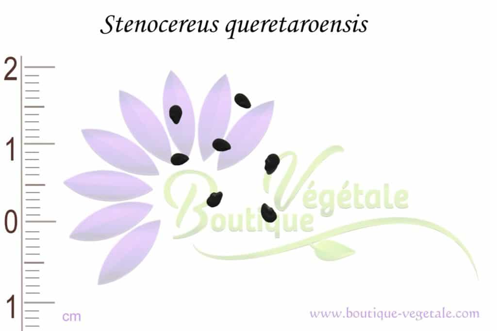 Graines de Stenocereus queretaroensis, Stenocereus queretaroensis seeds