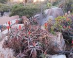 Aloe arborescens 'Variegata' - Port
