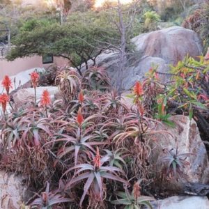 Aloe arborescens 'Variegata' - Port