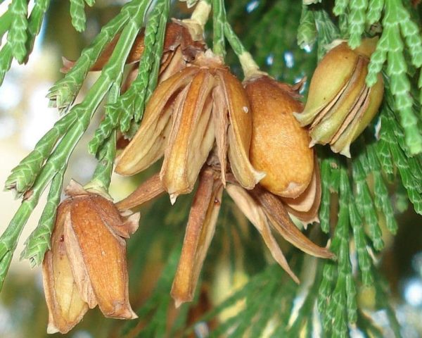 cèdre à encens Calocedrus  decurrens 1 plant de 4-5 ans   arbre RARE