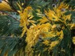 Calocedrus decurrens, Feuillage de Cèdre à encens, graines de Calocedrus decurrens, graines de Cèdre à encens