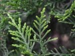 Feuilles de Calocedrus decurrens, Feuillage de Cèdre à encens, graines de Calocedrus decurrens, graines de Cèdre à encens