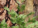 Calocedrus decurrens, Jeunes plants de Cèdre à encens, graines de Calocedrus decurrens, graines de Cèdre à encens