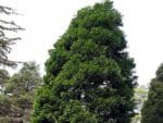 Calocedrus decurrens, Vue générale de Cèdre à encens, graines de Calocedrus decurrens, graines de Cèdre à encens