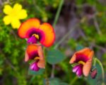 Chorizema cordatum fleurs