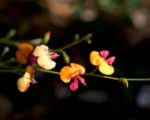 Chorizema cordatum fleurs sur tige