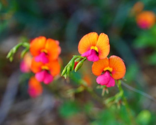 Chorizema dicksonii fleurs
