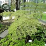 Cyathea dealbata, Fougère arborescente argentée en croissance, graines de Cyathea dealbata, graines de Fougère arborescente argentée