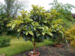 Eriobotrya japonica - En pot