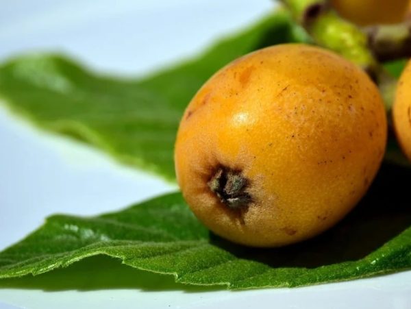 Eriobotrya japonica - Fruit