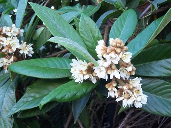 Eriobotrya japonica - Inflorescence