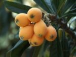 Eriobotrya japonica - Infrutescence