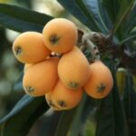 Eriobotrya japonica - Infrutescence