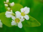 Fagopyrum esculentum Moench - Détails d'une fleur