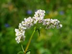 Fagopyrum esculentum Moench - Floraison