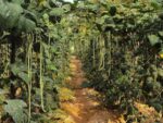Graines de Vigna unguiculata ssp. sesquipedalis - Graines d'Haricot kilomètre
