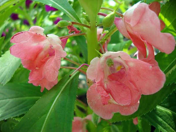 Impatiens balsamina - Fleurs roses