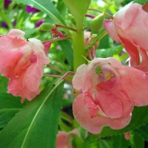 Impatiens balsamina - Fleurs roses