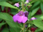 Impatiens balsamina - Fleurs violettesImpatiens balsamina - Fleurs violettes
