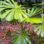 Plant d'une espèce de Licuala