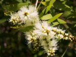 Inflorescences de Melaleuca quinquenervia - Paperbark tree