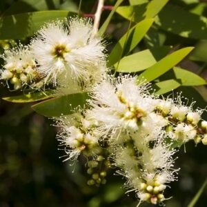 Inflorescences de Melaleuca quinquenervia - Paperbark tree