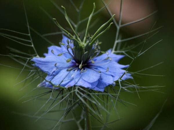 Nigella damascena - Détails d'une fleur