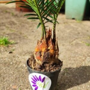 Cycas revoluta jeune plant