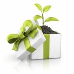 Cadeau plante