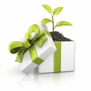 Cadeau plante