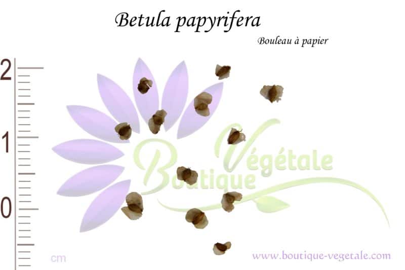 Graines de Betula papyrifera,Betula papyrifera seeds
