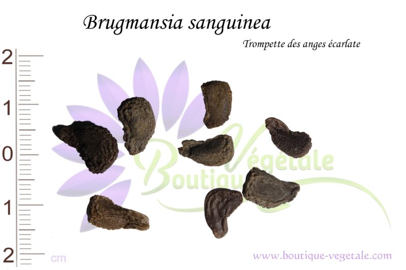 Graines de Brugmansia sanguinea, Brugmansia sanguinea seeds