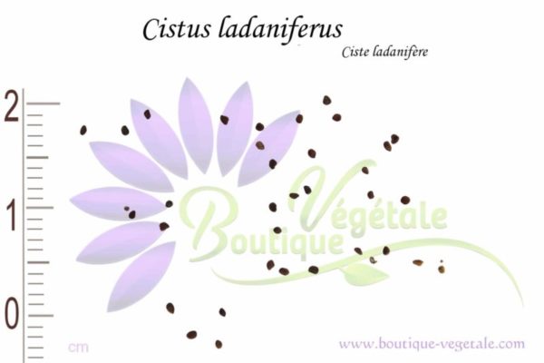 Graines de Cistus ladaniferus, Cistus ladaniferus seeds