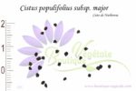 Graines de Cistus populifolius subsp. major, Cistus populifolius subsp. major seeds
