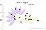 Graines de Morus nigra, Morus nigra seeds
