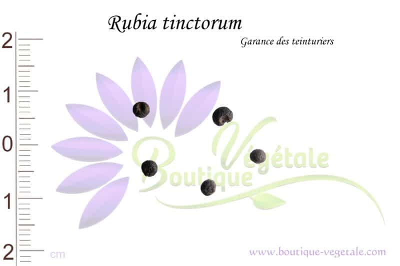 Graines de Rubia tinctorum, Rubia tinctorum seeds