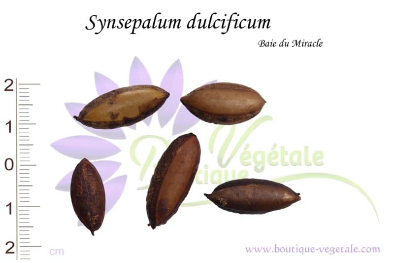 Graines de Synsepalum dulcificum, Synsepalum dulcificum seeds