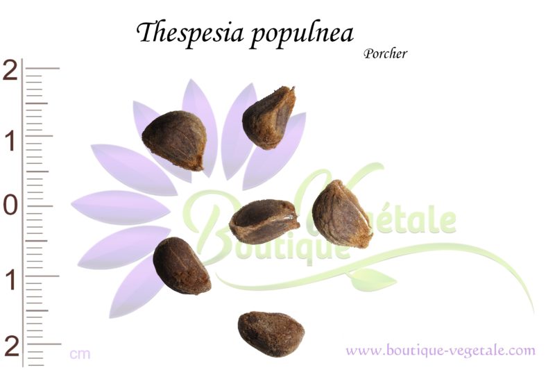 Graines de Thespesia populnea, Thespesia populnea seeds