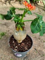 Jatropha podagrica plant specimen